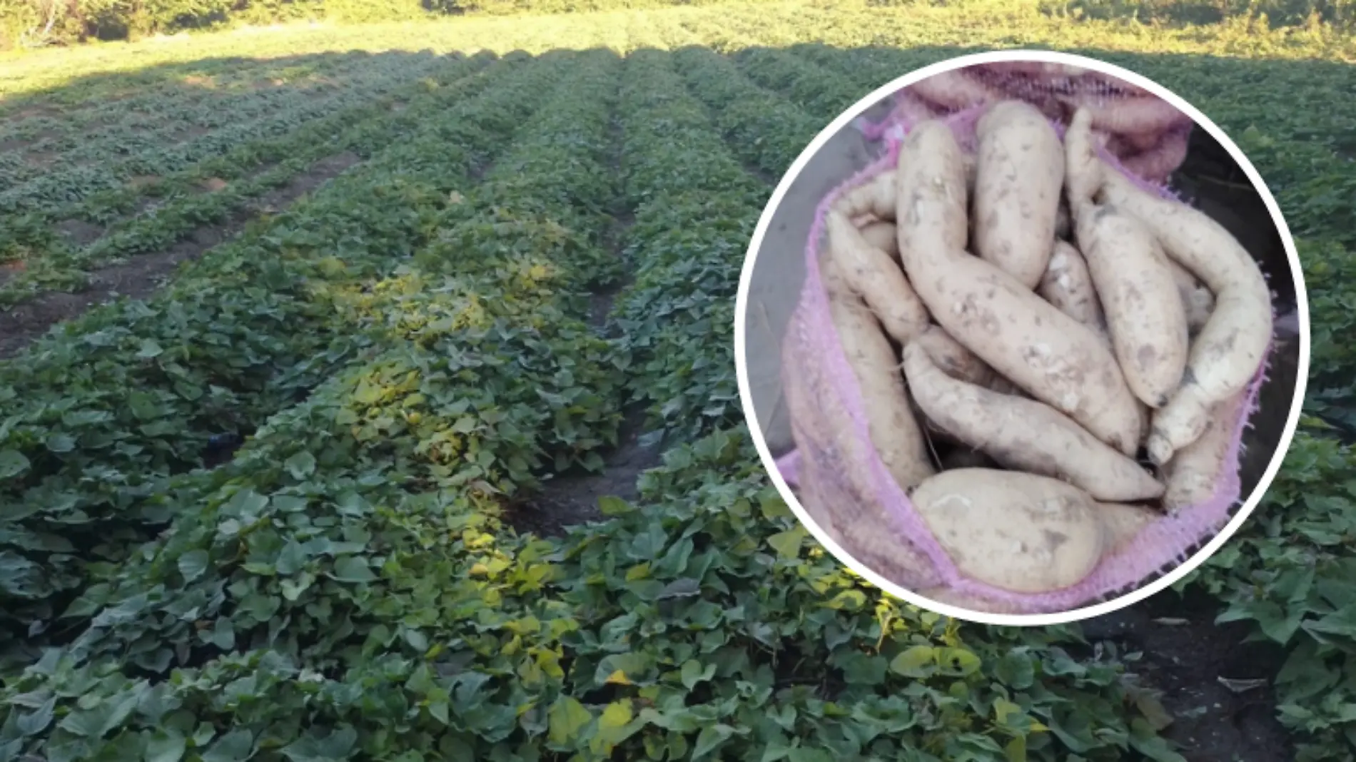 Camote, el nuevo cultivo estrella en Tampico Alto